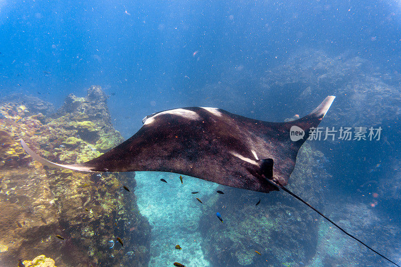 远洋蝠鲼(Manta birostris)游过清洁站。在世界自然保护联盟的红色名单中，这些优雅的动物正在成为野外罕见的景象。